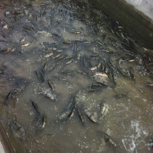 水库鳜鱼