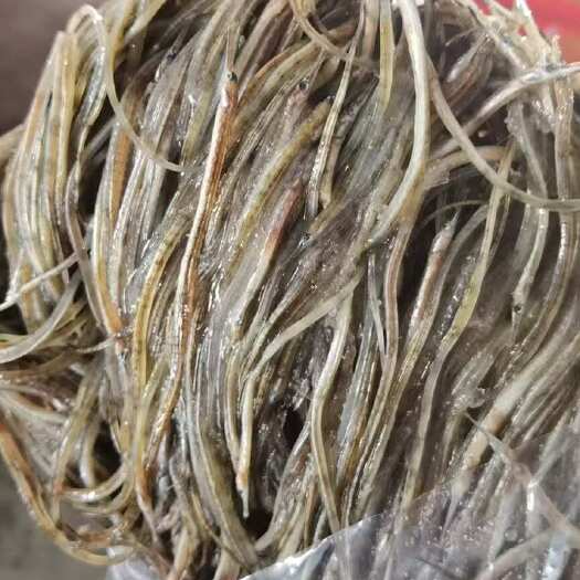 连云港海龙鱼海洋珍品滋补食材烧烤油炸香酥海龙酒店餐饮食材