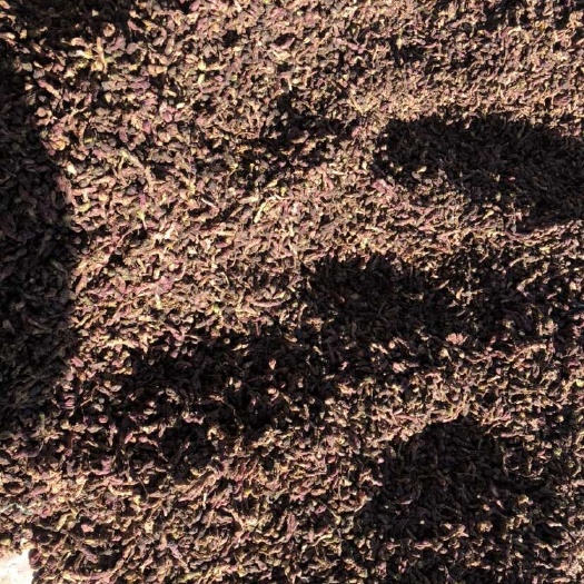 陇西县款冬花
