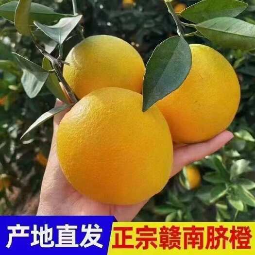 寻乌县精品果赣南寻乌脐橙基地现摘现发 果刭大小可以备注