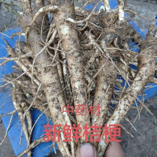 新鲜桔梗河南现挖湿桔梗3年生药效好