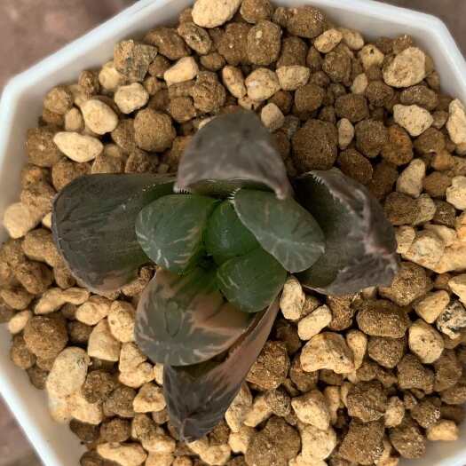 闽卉园艺十二卷多肉植物 冰灯锦 多肉植物组培苗 穴盘苗批发