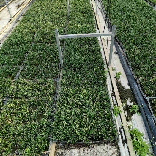 襄樊湖北省襄阳市优质玉龙草直供托盘矮麦冬，盆栽玉龙草