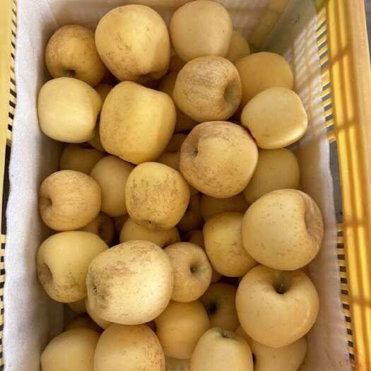 荣成市黄金维纳斯70-75左右次果（带锈斑，无坏果），自家果林直销