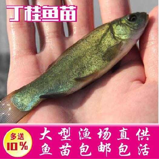 广州优质丁桂鱼苗 丁岁鱼苗 丁贵鱼苗 基地直供全国发货