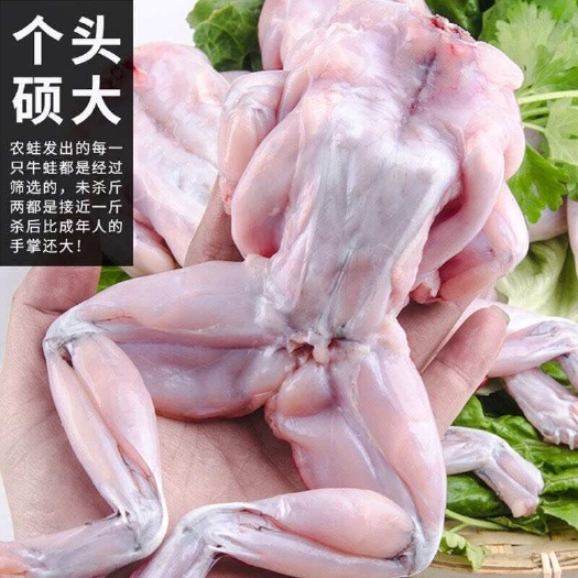 连云港大牛蛙鲜活冷冻牛蛙肉冰冻新鲜田鸡去皮半成品一整箱商用批发