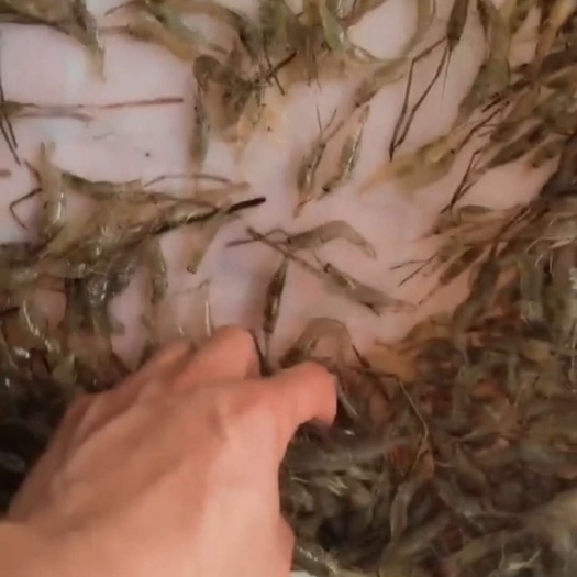 平南县黑壳虾