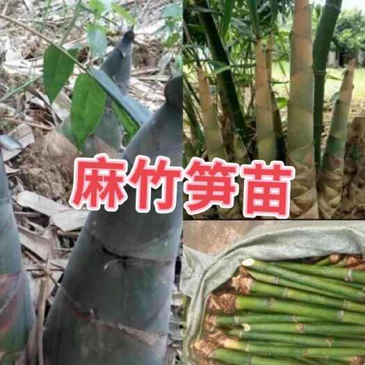 宜宾四季麻竹