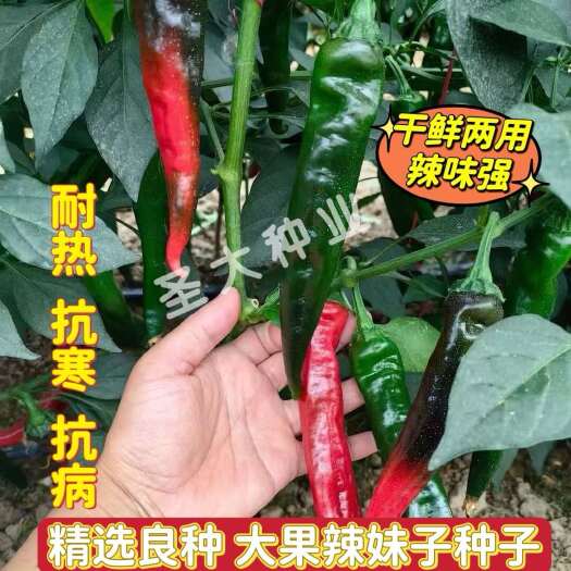 寿光市辣椒种子—大果辣妹子辣椒种子 辣味强 耐热抗寒 抗病座果率高