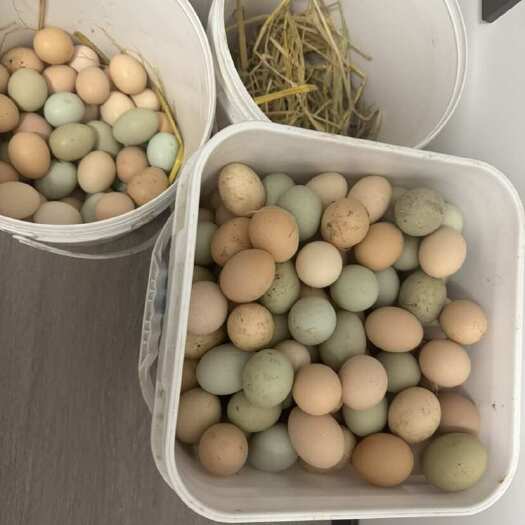 仙桃市纯农村散养土鸡蛋