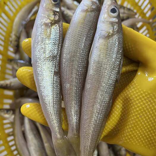 新鲜沙钻鱼，又叫沙丁鱼 沙尖鱼 本港新鲜起产批发