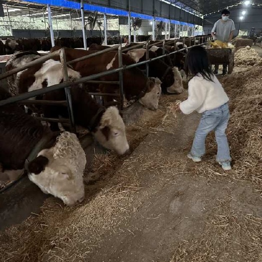 长沙西门塔尔 肉牛出售