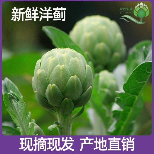 陆良县新鲜现货朝鲜蓟洋蓟欧洲品种
