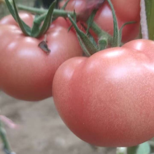 饶阳县饶阳硬粉西红柿大量上市中