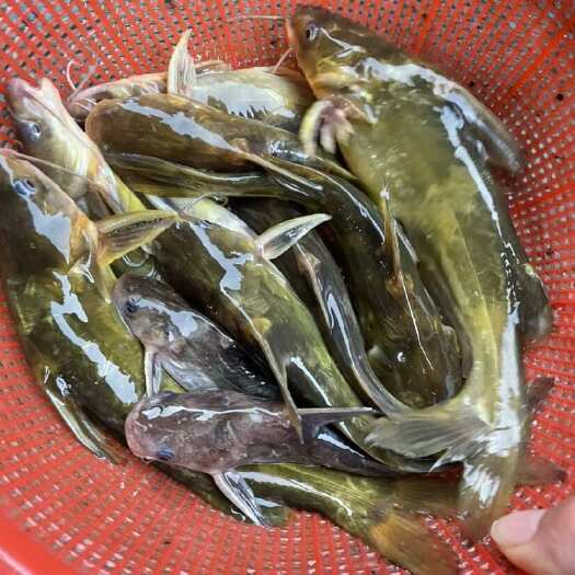 衢州黄辣丁