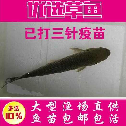 广州优质草鱼苗脆肉鱼苗已打疫苗强长迅速快