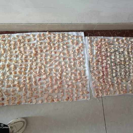 安丘市470粒膝软骨