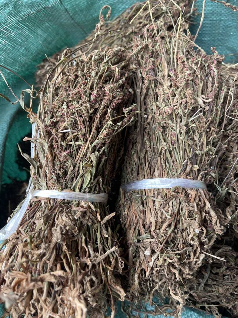 盘龙参中药材一线香 猪辽参 龙抱柱 猪鞭草 猪潦子 龙缠柱