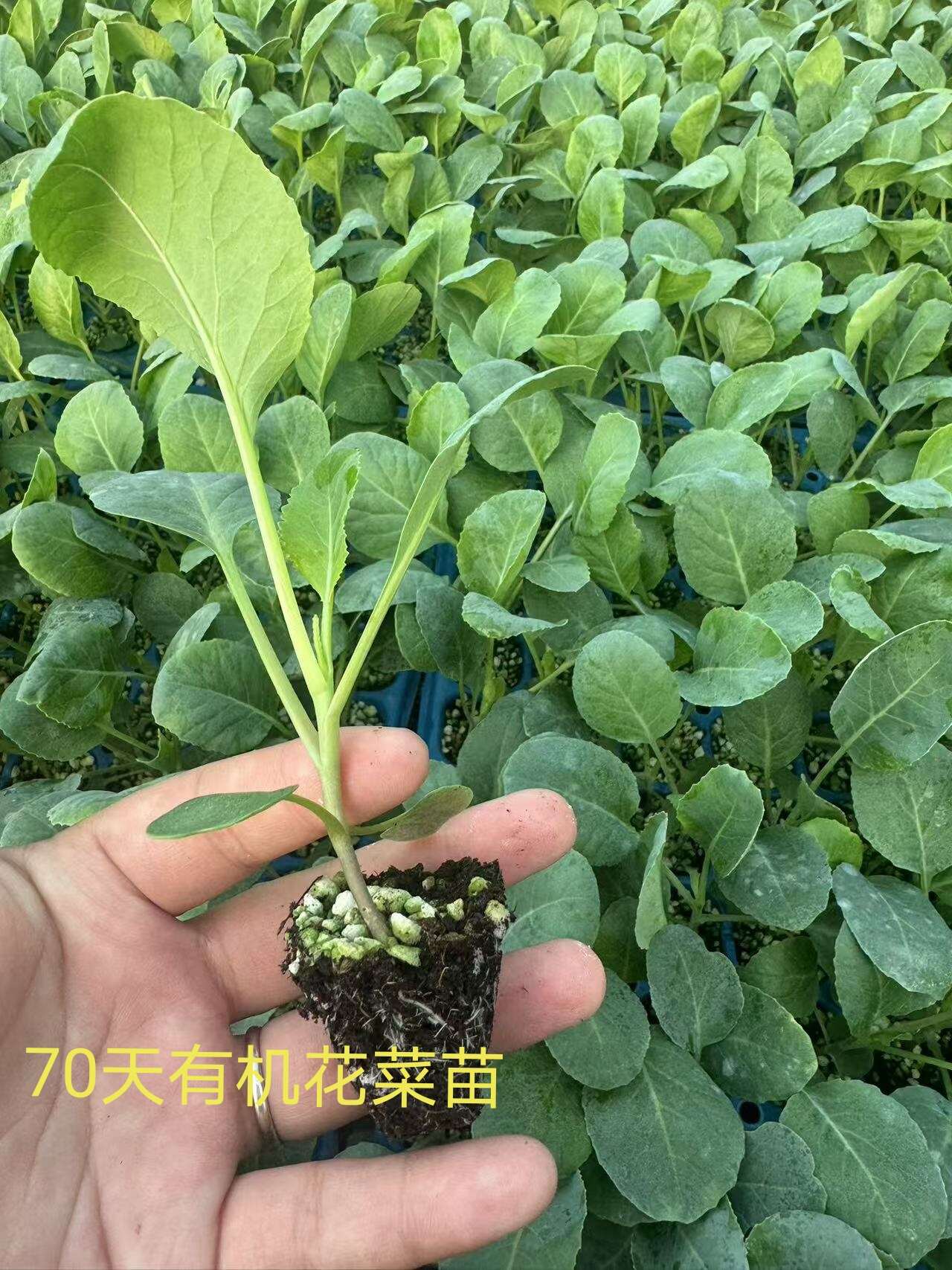 花菜苗 有机菜花苗 小米粒青梗白面 70天菜花苗 花椰菜苗