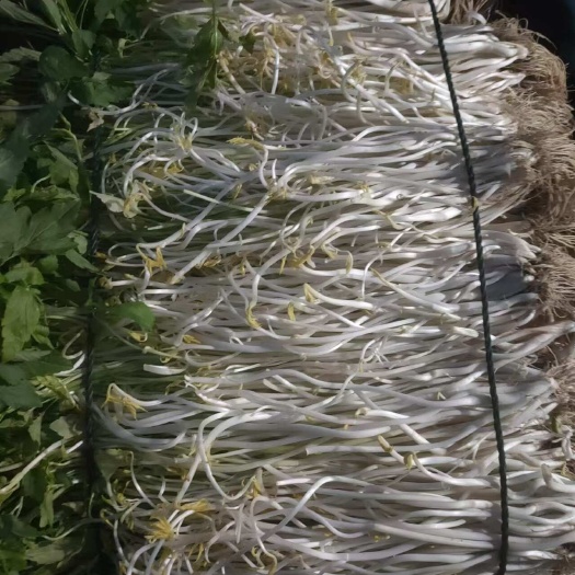 怀宁县白芹，芹芽