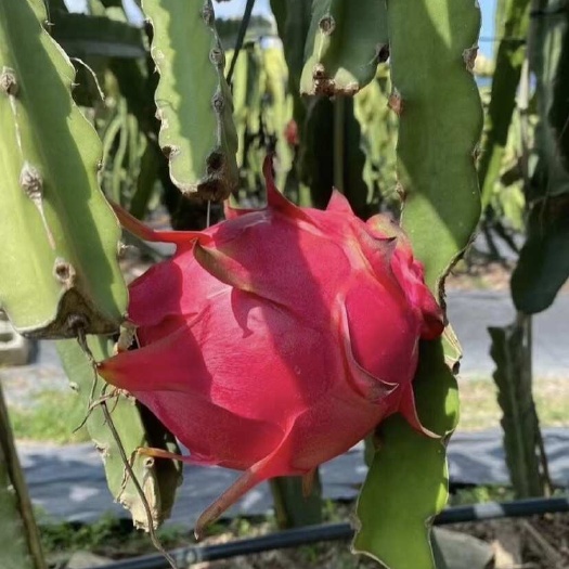 湛江火龙果果面非常干净，上车价格1.6
