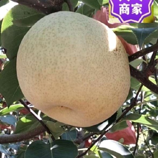 平遥县山西干旱丘陵地区酥梨，味甘汁多，皮薄肉厚核小，货源充足