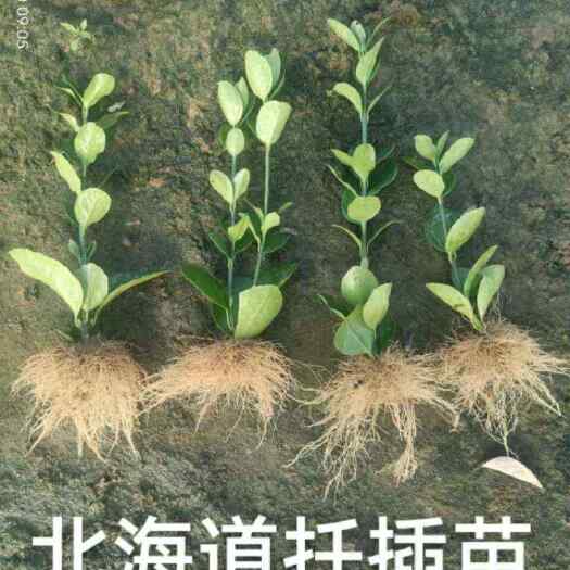 沂南县北海道扦插苗