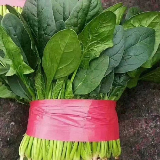 成武县菠菜，精品菠菜产地供应