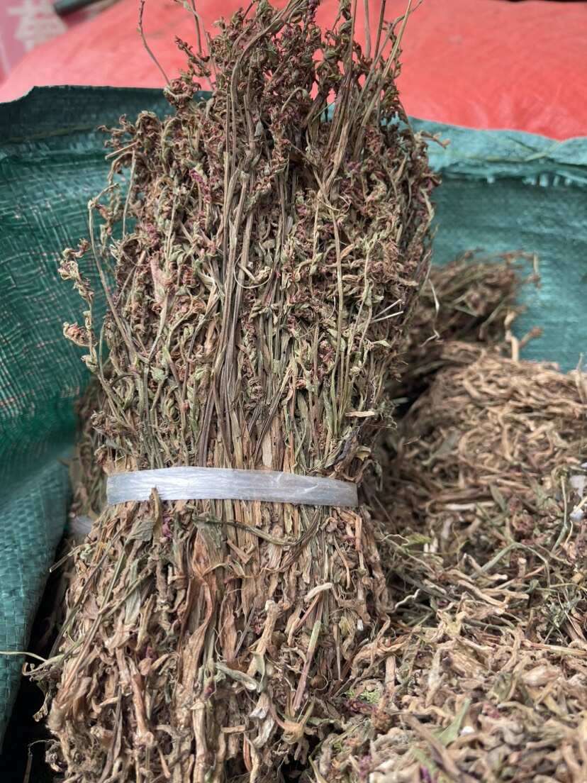 盘龙参中药材一线香 猪辽参 龙抱柱 猪鞭草 猪潦子 龙缠柱