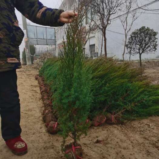 沭阳县高度100厘米蜀桧（塔柏）