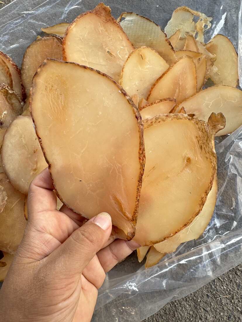 响螺片 单片 大号 A货 漂亮货