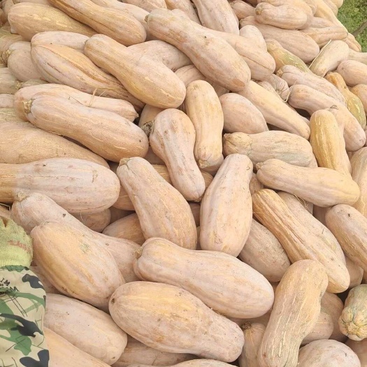 【蜜本南瓜】河南南瓜基地，大量现货供应，欢迎来电咨询