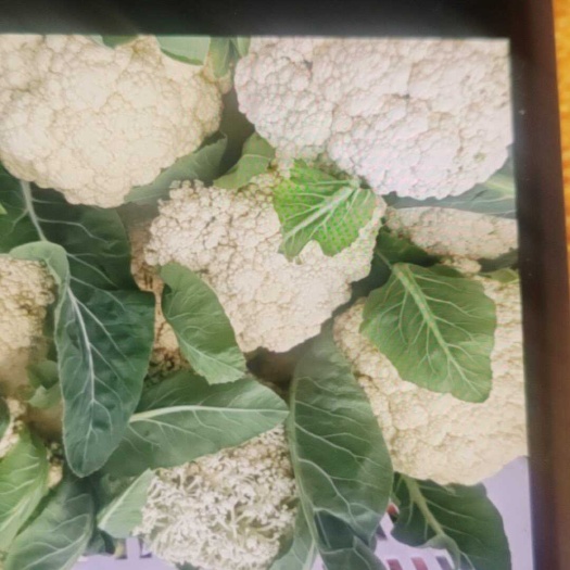 织金县贵州毕节新鲜白花菜花 直供批发