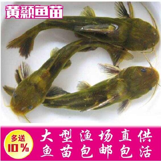 优质杂交黄骨鱼苗黄颡鱼苗黄辣丁鱼苗基地直供 全国发货