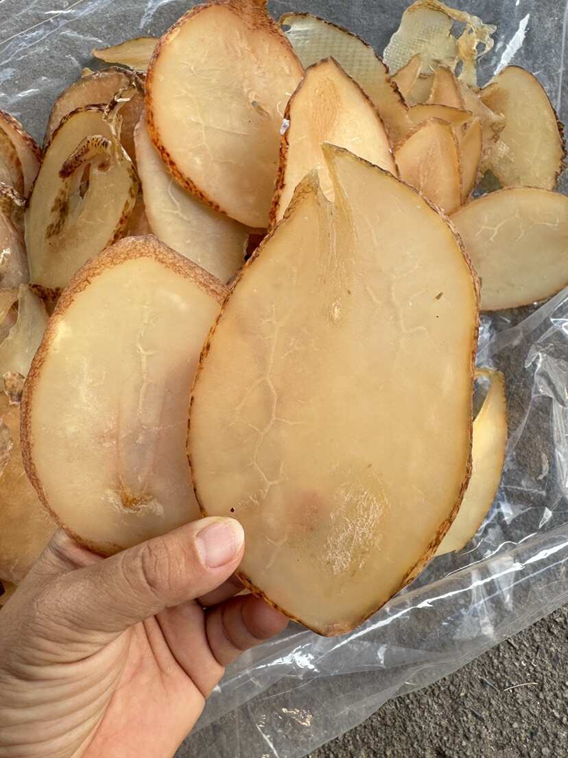 响螺片 单片 大号 A货 漂亮货