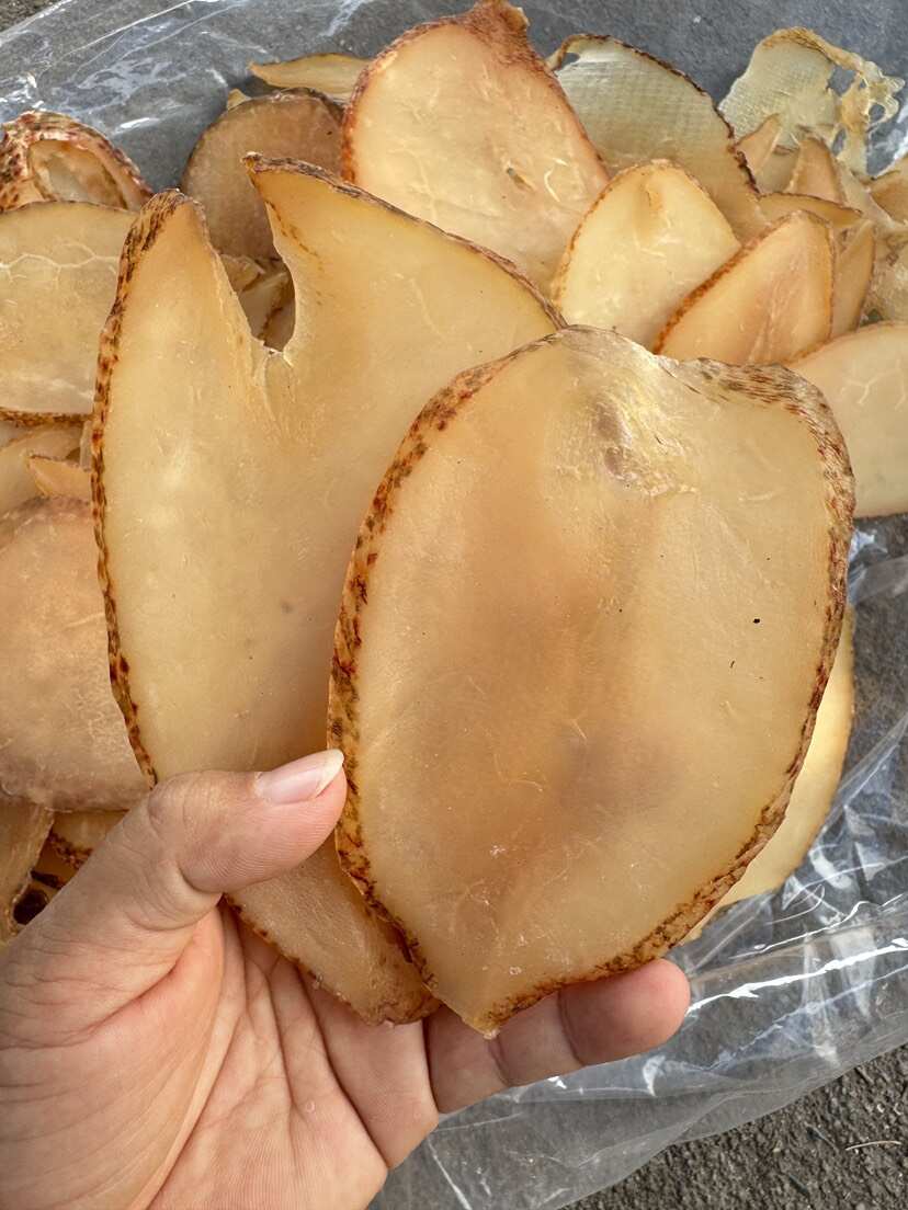 响螺片 单片 大号 A货 漂亮货
