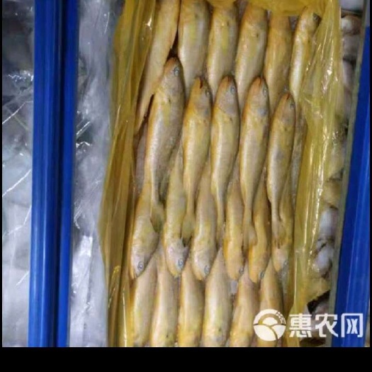 舟山浙小黄鱼批发。