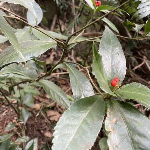 融水县当季新货中药材肿节风九节茶九节风接骨莲草珊瑚