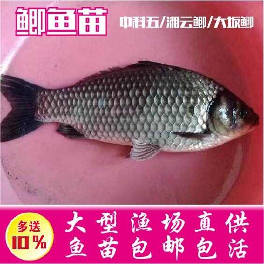 广州中种3号鲫鱼苗 中利5号鲫鱼苗 东北鲫 白金鲫 高抗圆头鲫
