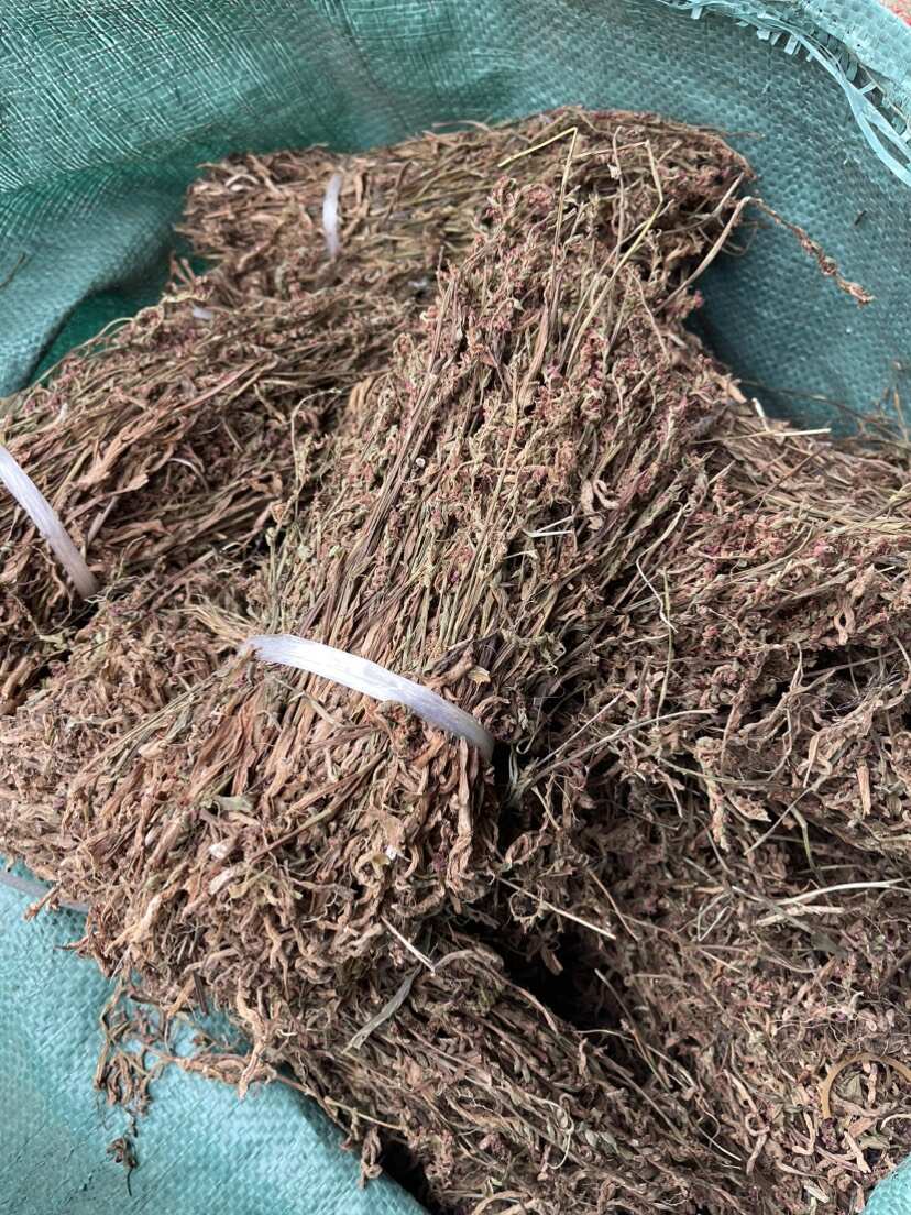 盘龙参中药材一线香 猪辽参 龙抱柱 猪鞭草 猪潦子 龙缠柱