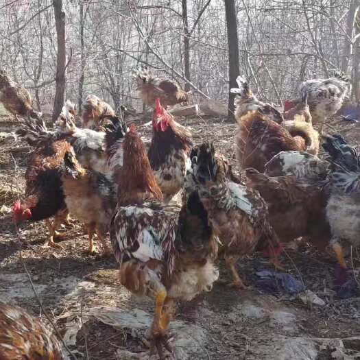 清水县农村自家纯粮食养殖鸡