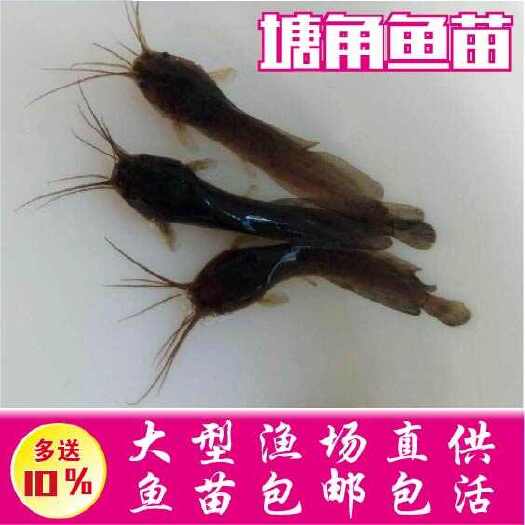 广州三黄塘虱鱼苗 三黄埃及塘鲺鱼苗品种优良量大价优