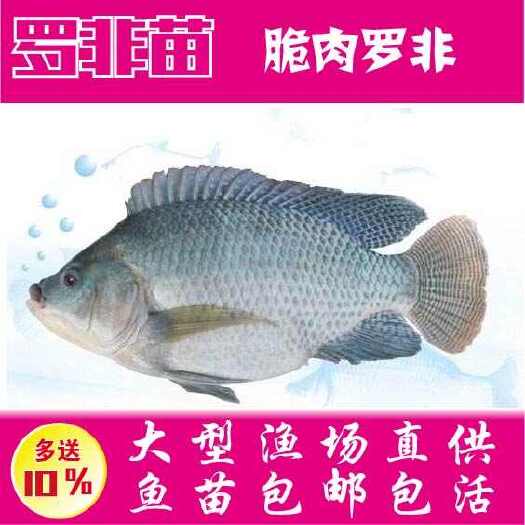 广州海南1号罗非鱼苗 脆肉罗非鱼苗 快大种苗 支持全国发货