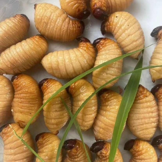 贵港竹虫批发