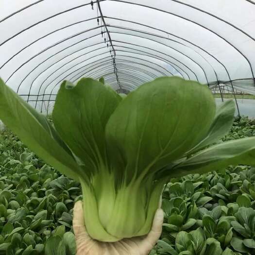 南通大青菜