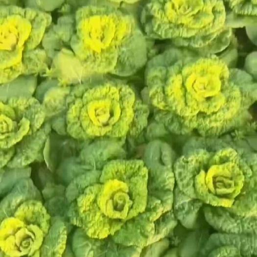 黄心菜