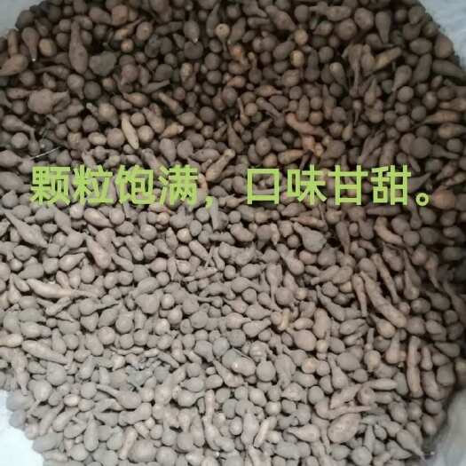 理塘县川西高原蕨麻 根茎类中药材 原产地直发 新鲜优质，高原药材、