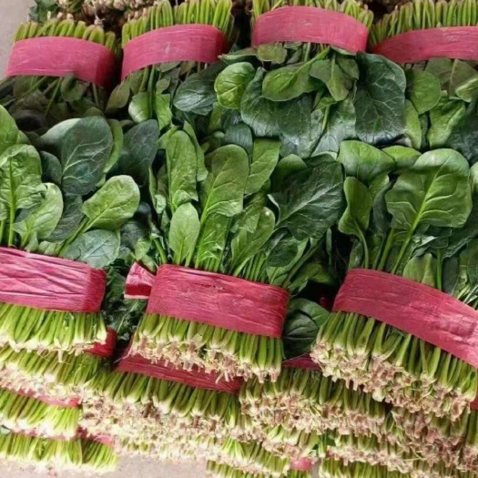 成武县菠菜，精品菠菜产地供应，质量保证，，，