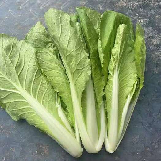 南通杭白菜