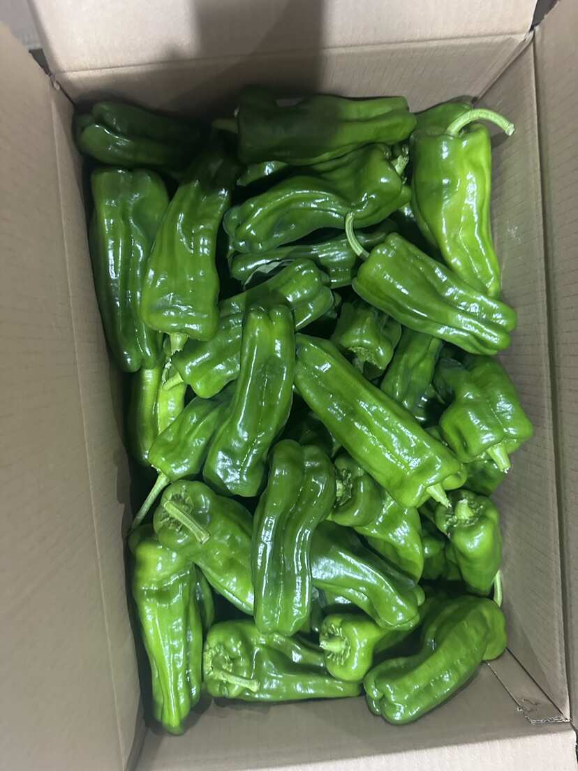 福建 漳州 蘇椒一手貨源產(chǎn)地直發(fā)